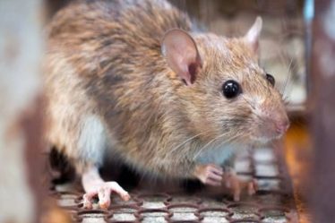 Advanced Rat Control Techniques: Pest Control Expertise